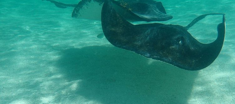 Stingray City Antigua
