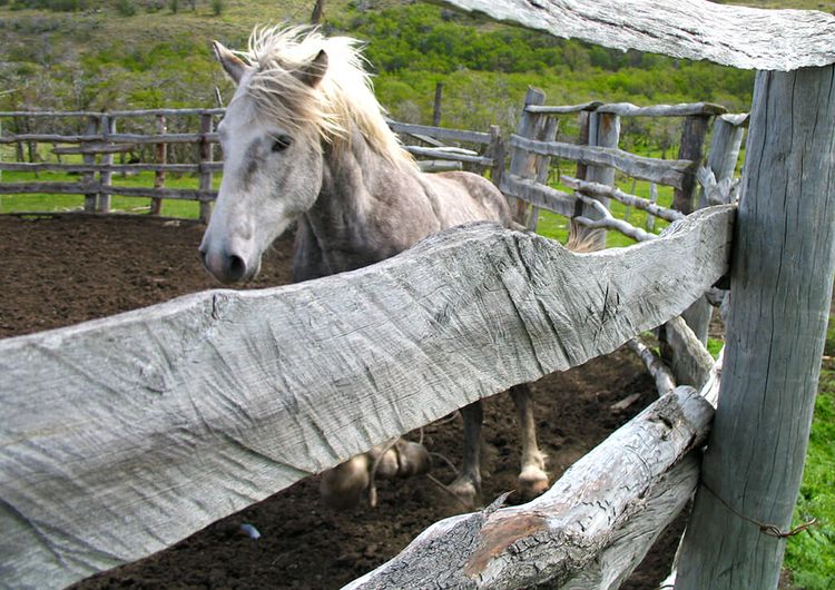 Stallion at Dos De Enero