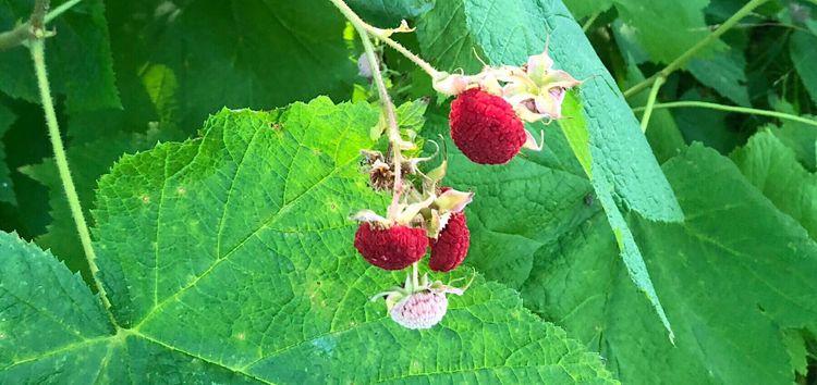 Time for Thimbleberries