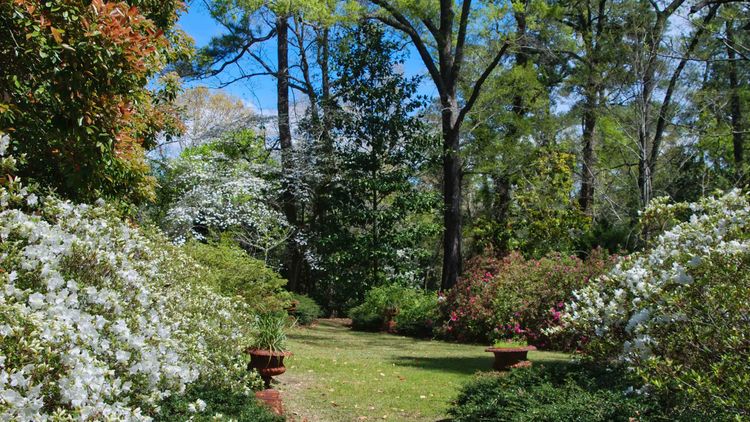 Woodland gardens at Kalmia Gardens