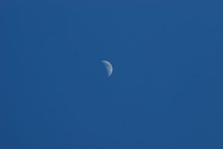 Moon from Dicerandra Scrub, Titusville