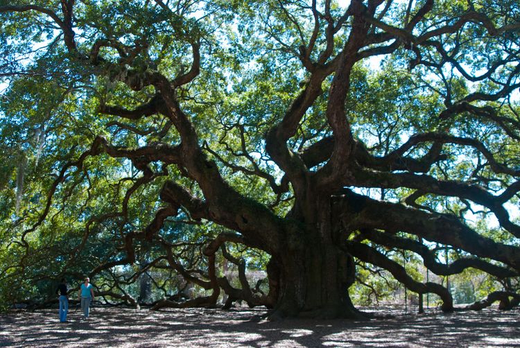A spindly live oak with a massive trunk dwarfs people beneath its canopy