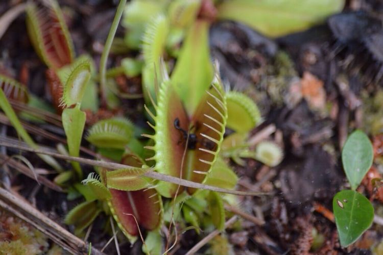 Venus flytrap doing its job