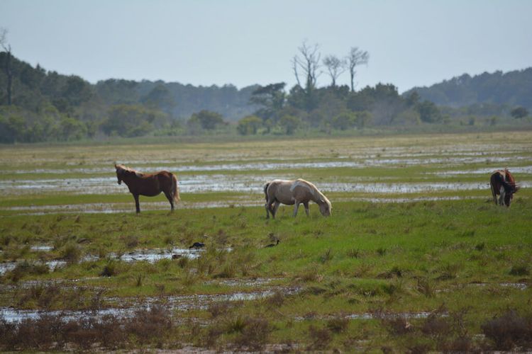 Wild ponies at Chincoteague NWR
