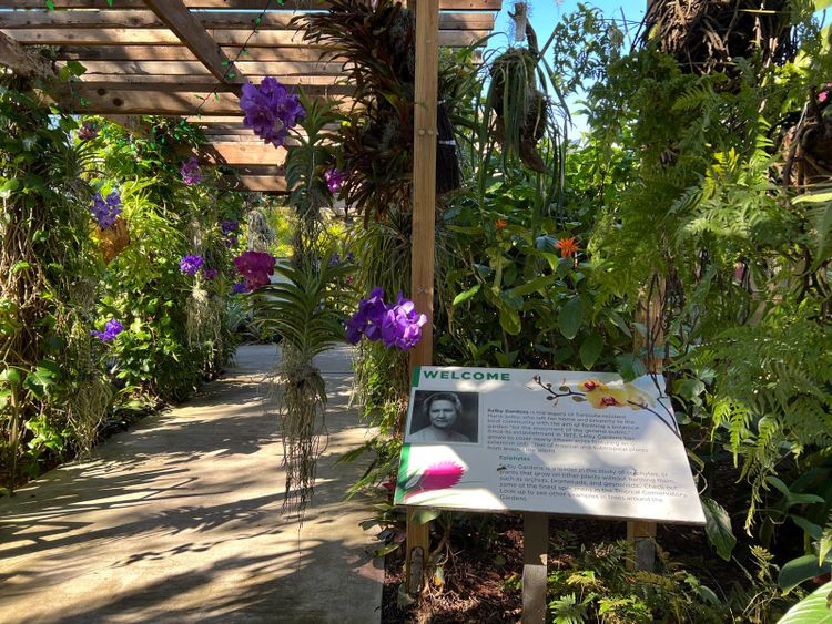 Interpretive sign about Marie Selby and her gardens established in the 1970s