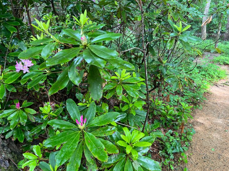 Chapel Hill: Woodland Wonders