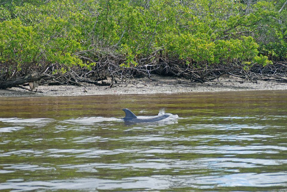 Dolphin breaching the water's surface in front of mangroves near Keewaydin Island