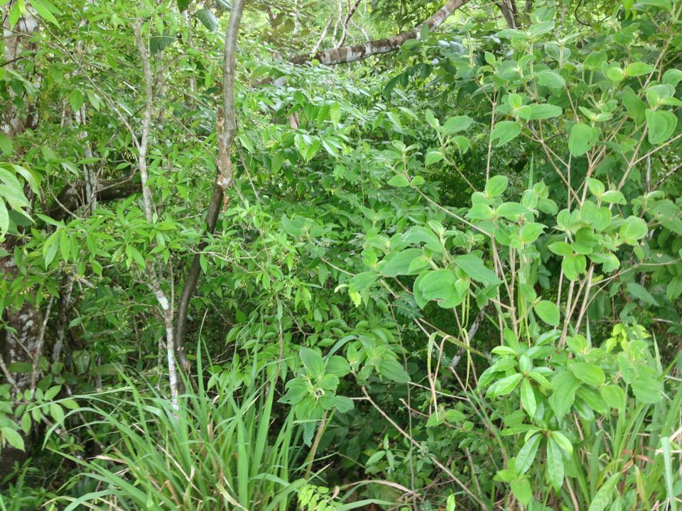 Thicket of rainforest