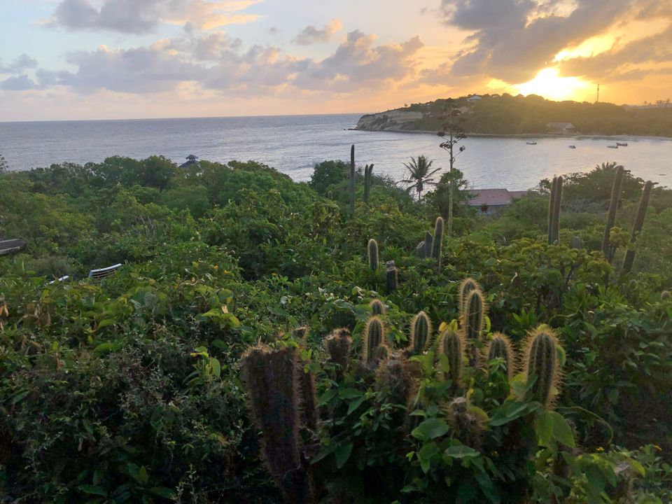 Cacti poking out of tropical understory on a seaside mountainside at daybreak