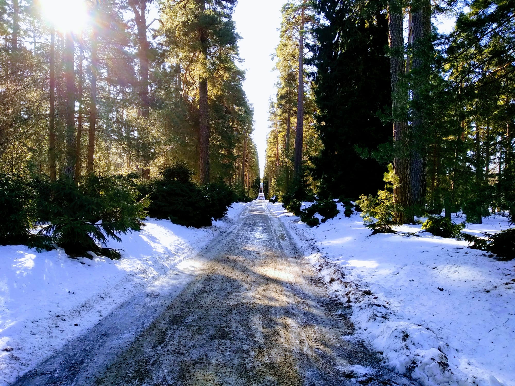 A gravel path leads to the horizon through snowy woodland