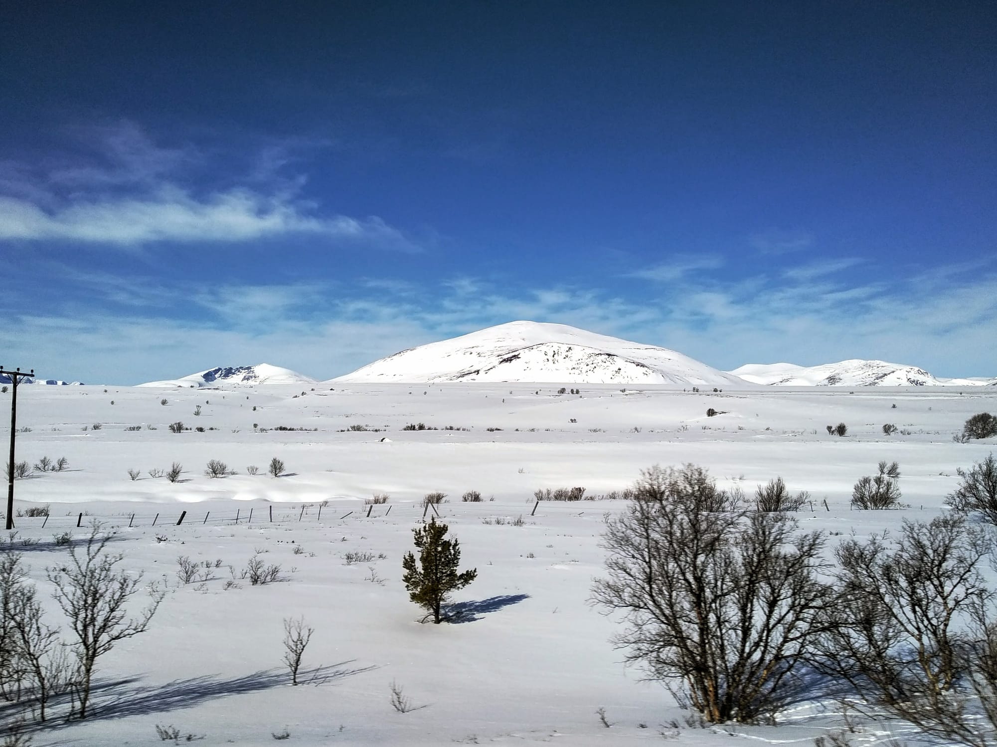 Small hardy trees poke through a snowy vista against mountains on the horizon and blue skies.