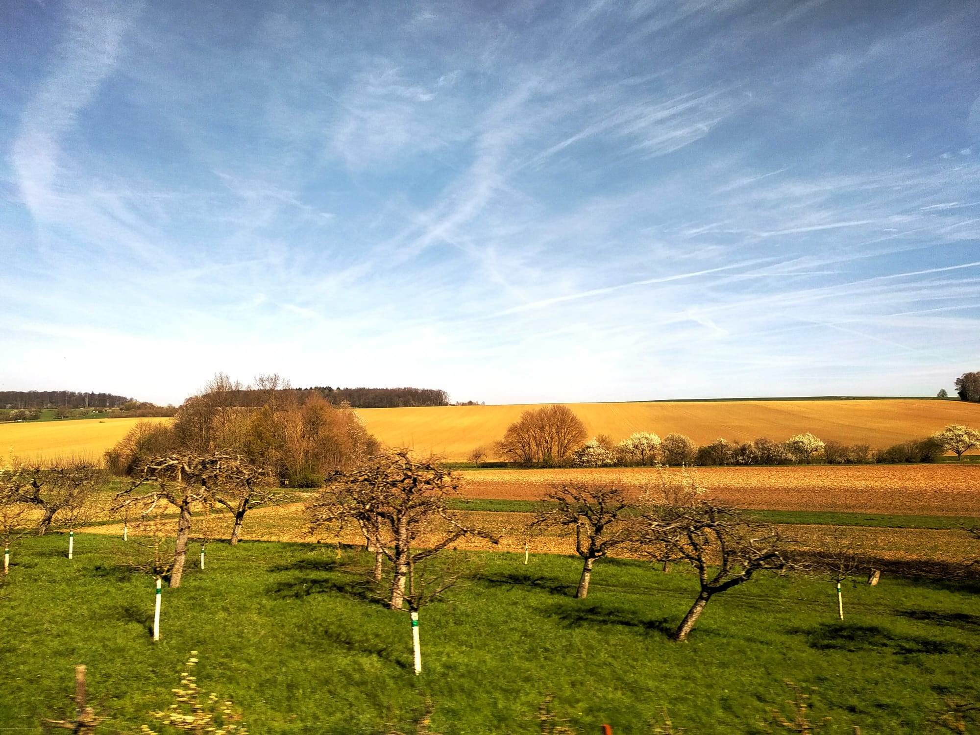 Fruit trees in the foreground of a green and yellow farmland against a blue sky striped with wispy cirrostratus clouds.