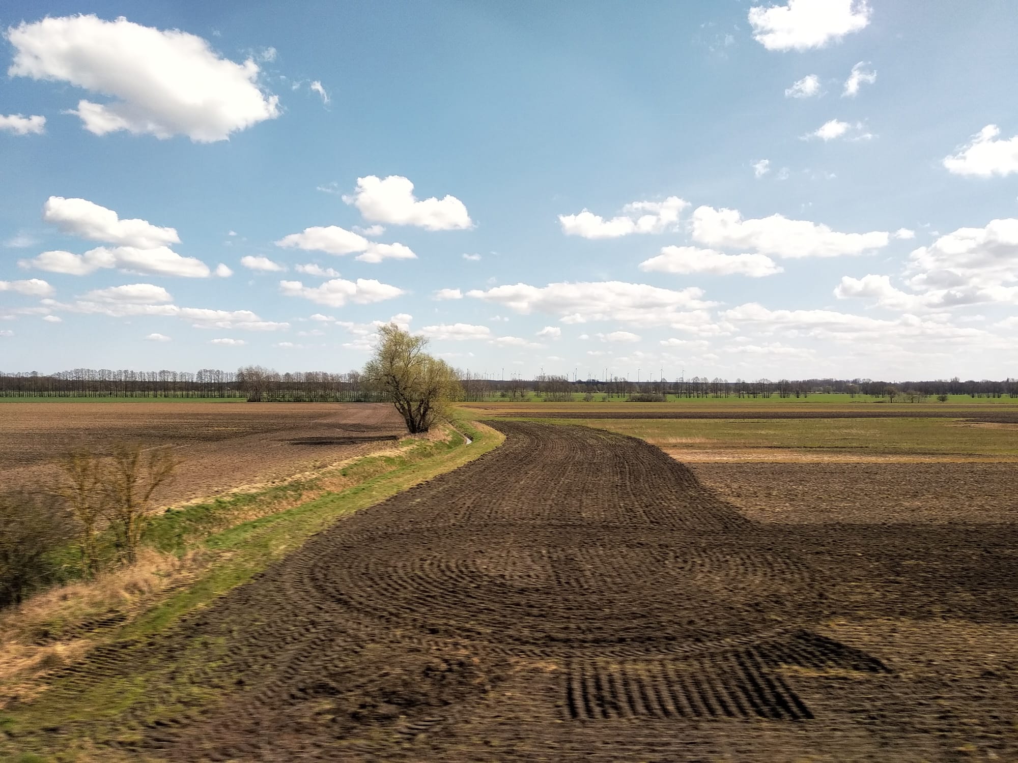A tree next to a stream separating two pieces of ploughed farmland. Trees line the horizon in front of a blue sky dotted with little fluffy clouds.