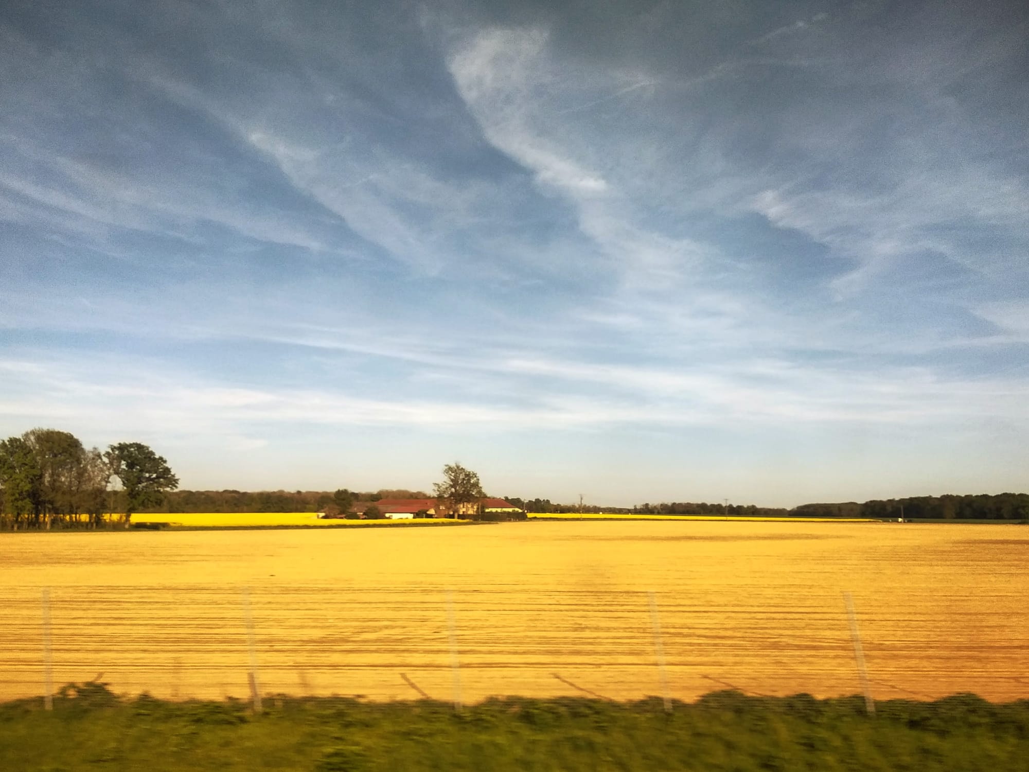 A blue sky with cirrostratus clouds above a distant horizon of trees. A farm building stands behind a tree in the middle distance, surrounded by bright fields of yellow. 