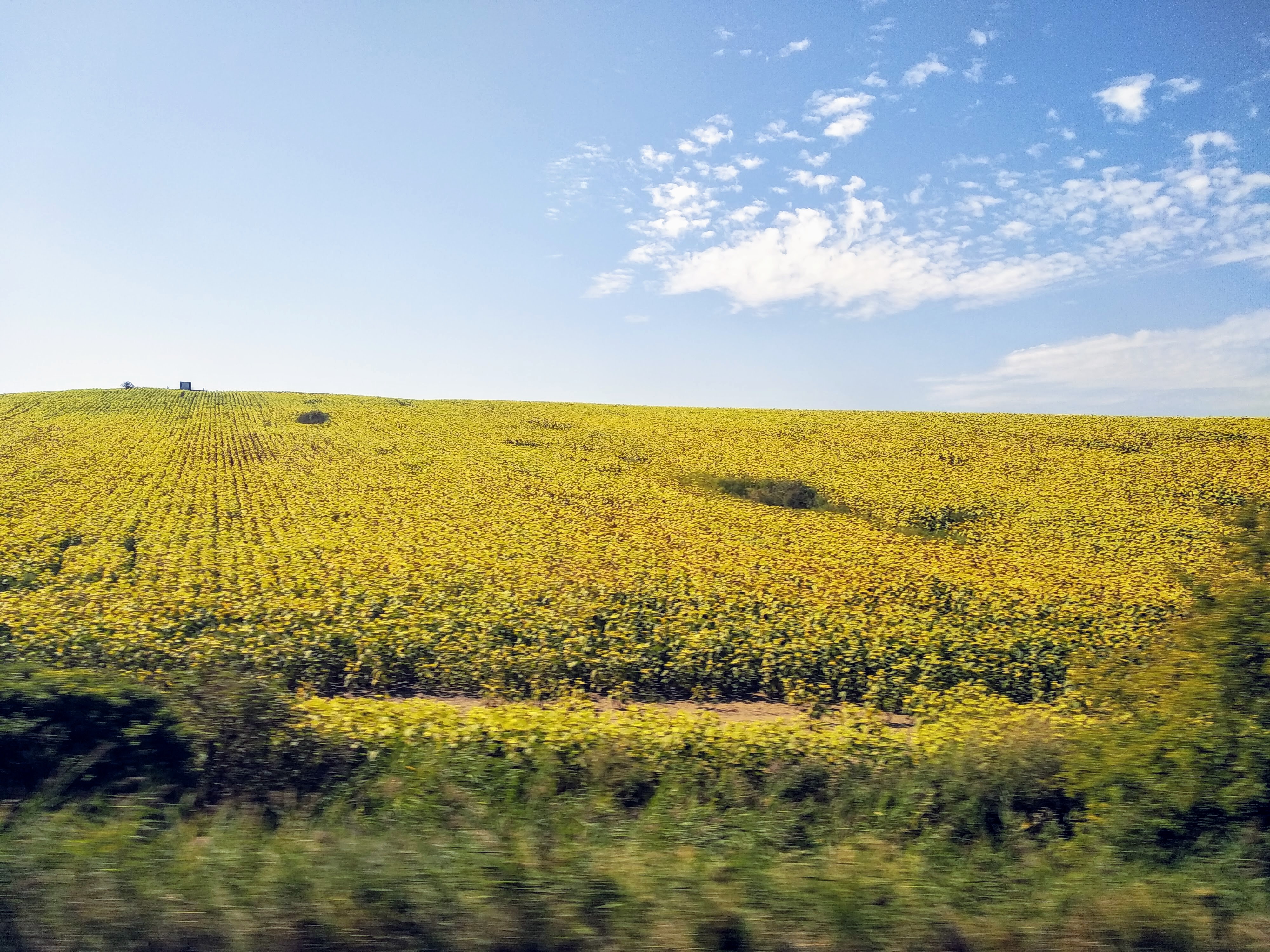 Expansive field of vibrant yellow sunflowers under a bright blue sky dotted with white clouds.