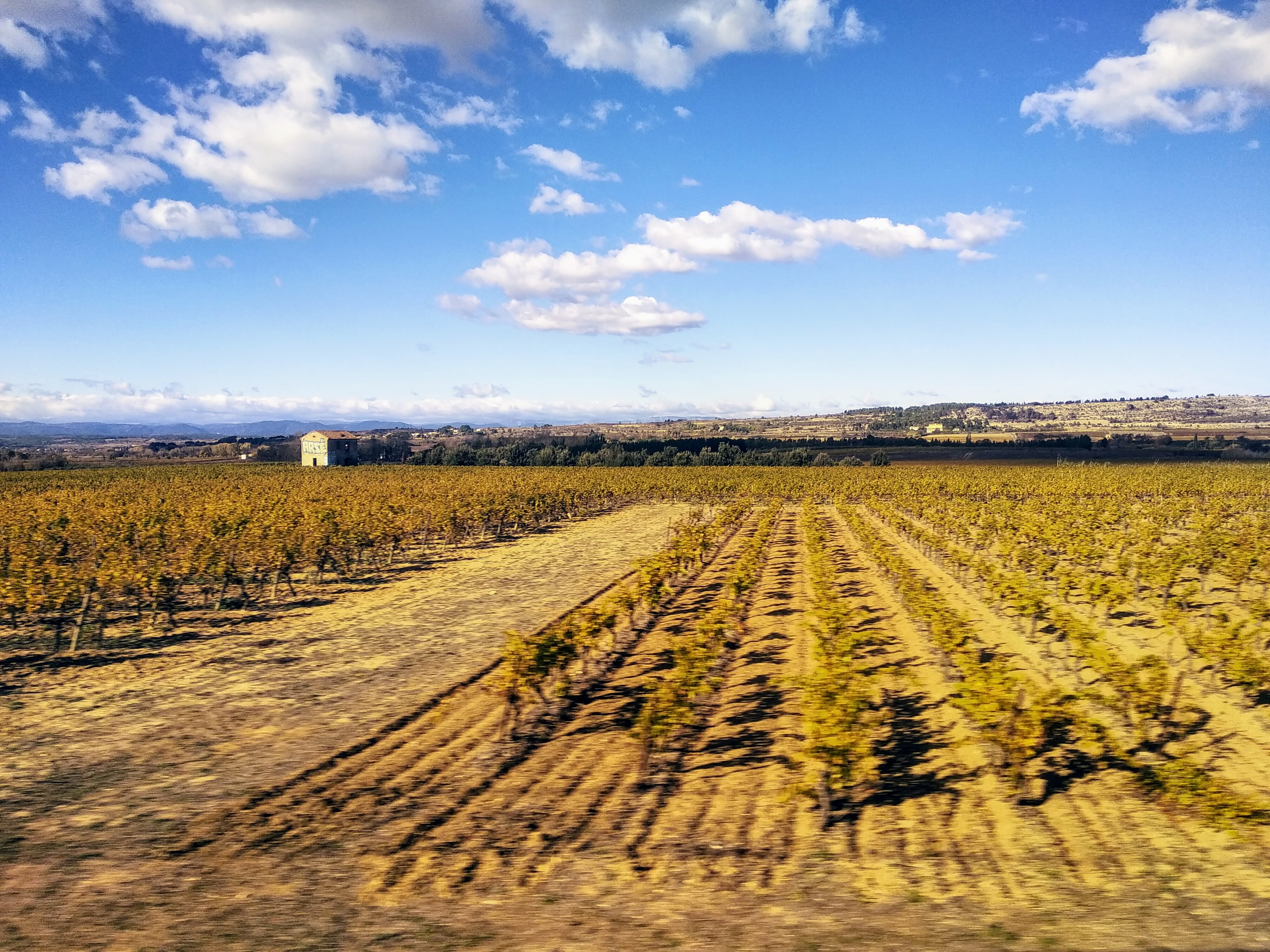 Vast vineyard rows with yellowing grape vines under a blue sky dotted with white clouds, with a distant building and a treeline at the horizon.