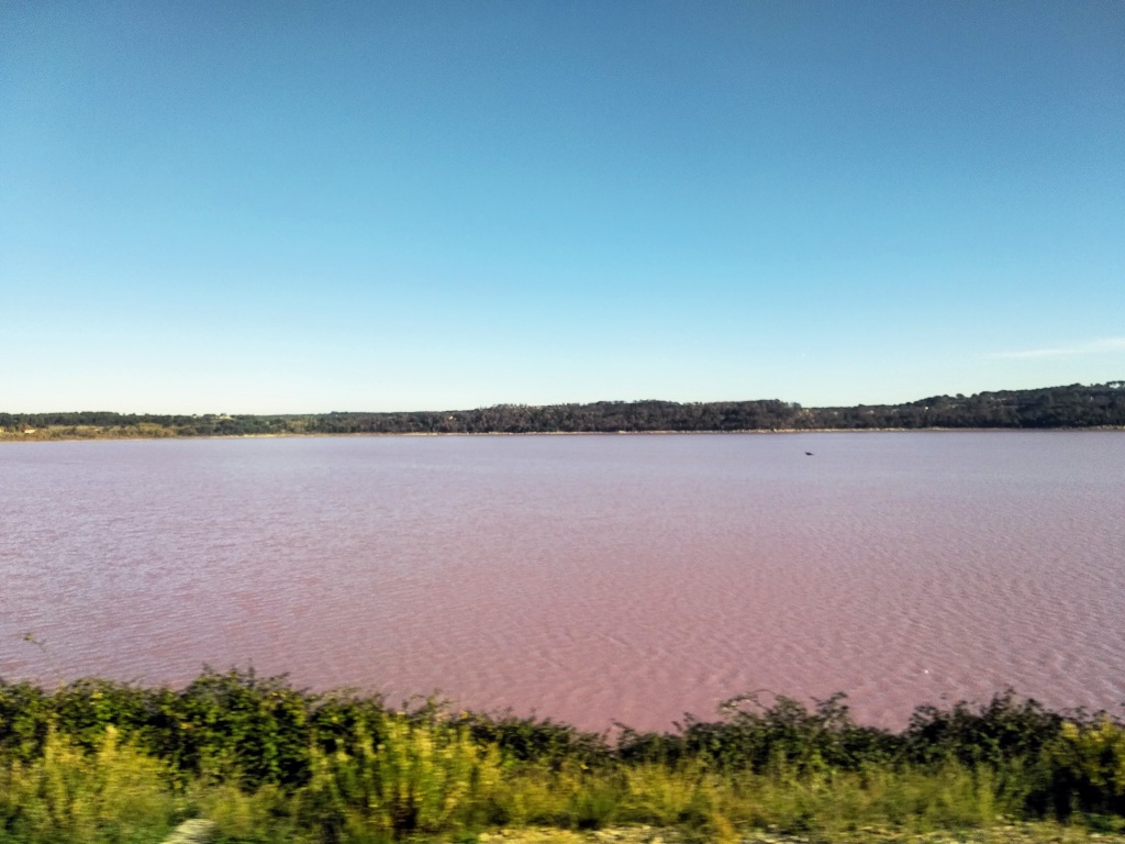 A pink lake stretches beneath a clear blue sky, with a dark treeline on the horizon and green bushes along the bottom.