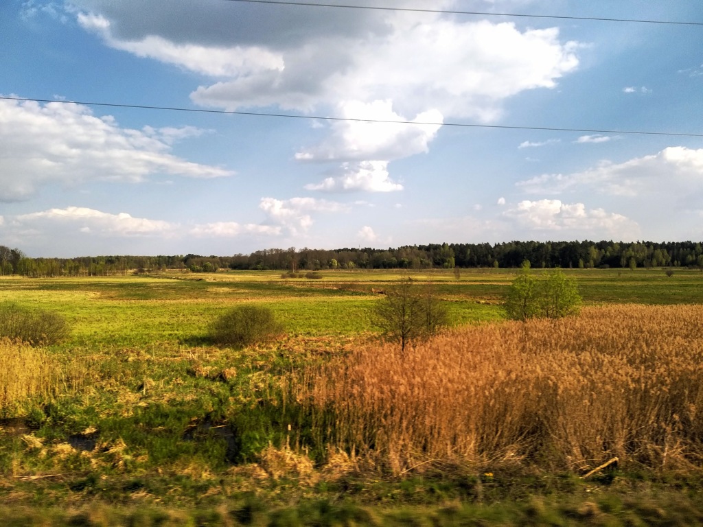 Woodland, green fields, and pampas grass as seen from a PKP Intercity train. The blue sky contains some fluffy clouds.
