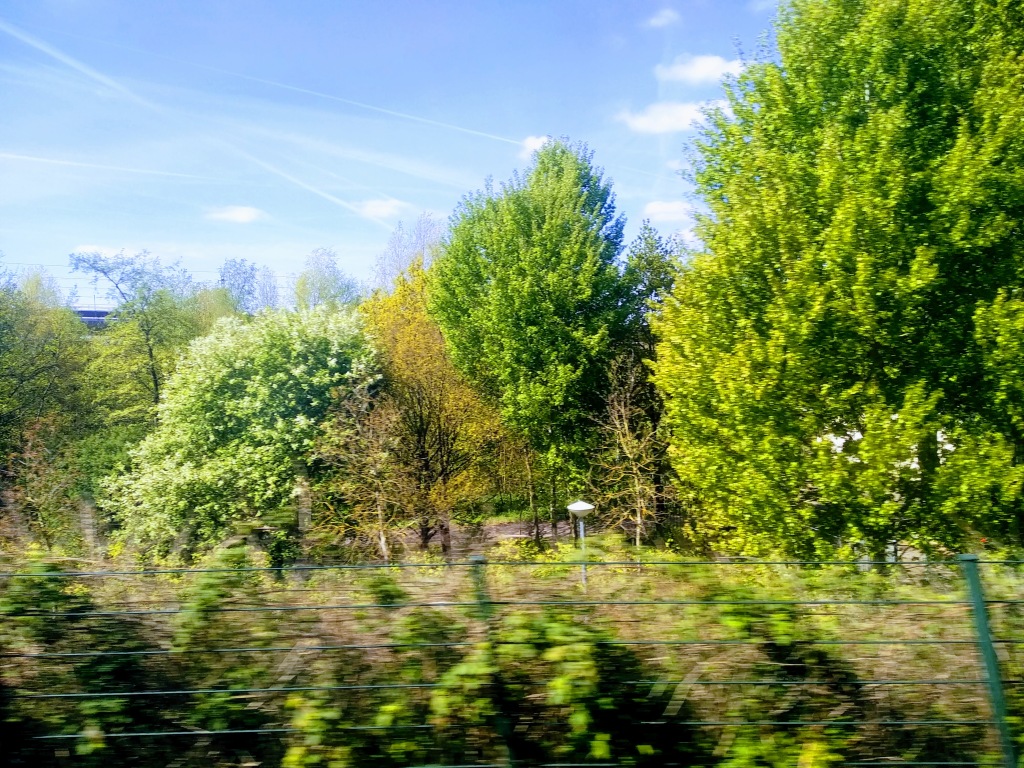 Interesting trees, as photographed from a lovely big yellow train after a helping of special lovely breakfast cake.
