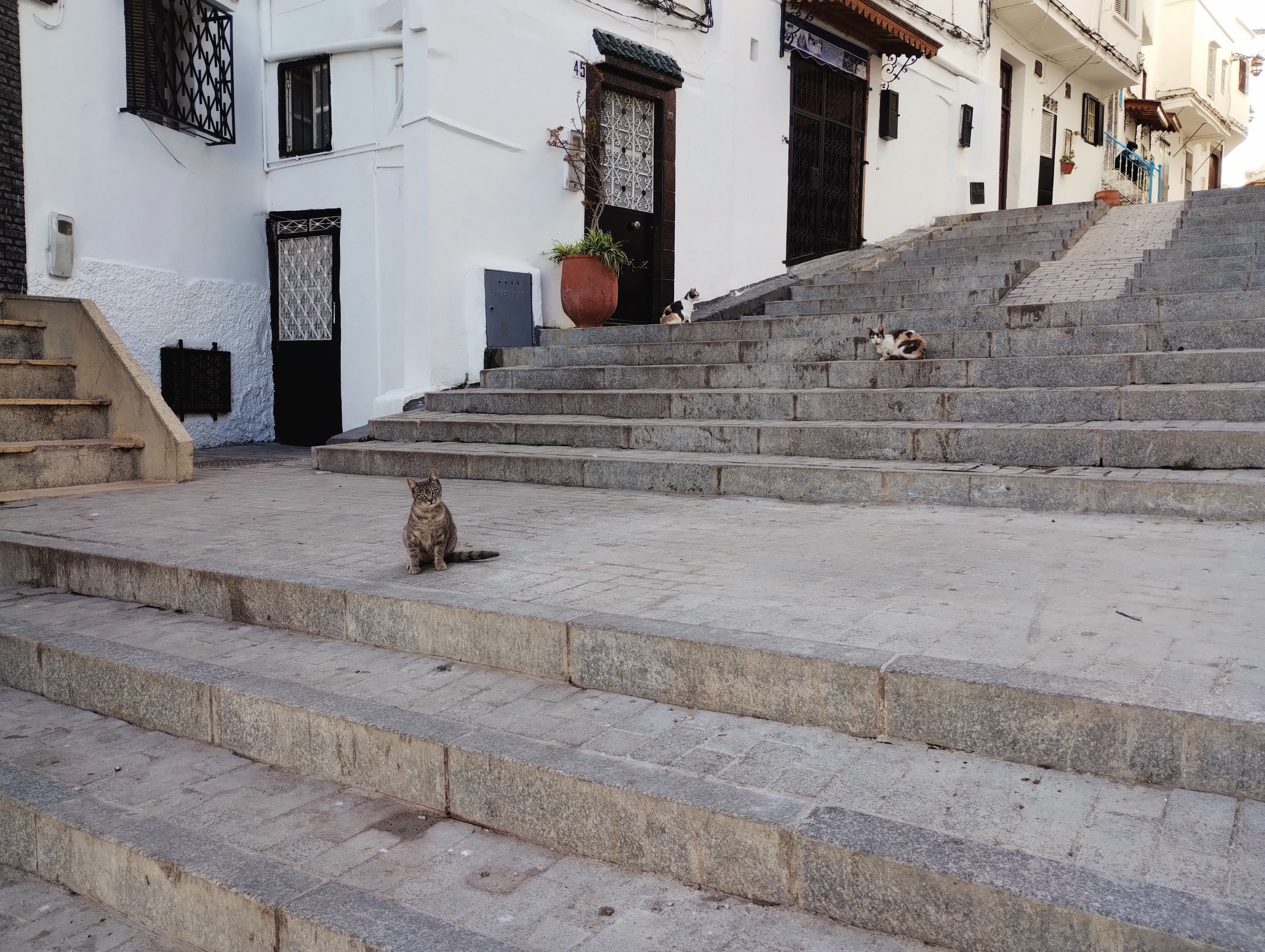 Inquisitive cats sitting on wide stone steps past white houses in Tangier, Morocco. One cute kitty is asserting dominance by looking directly into the camera.
