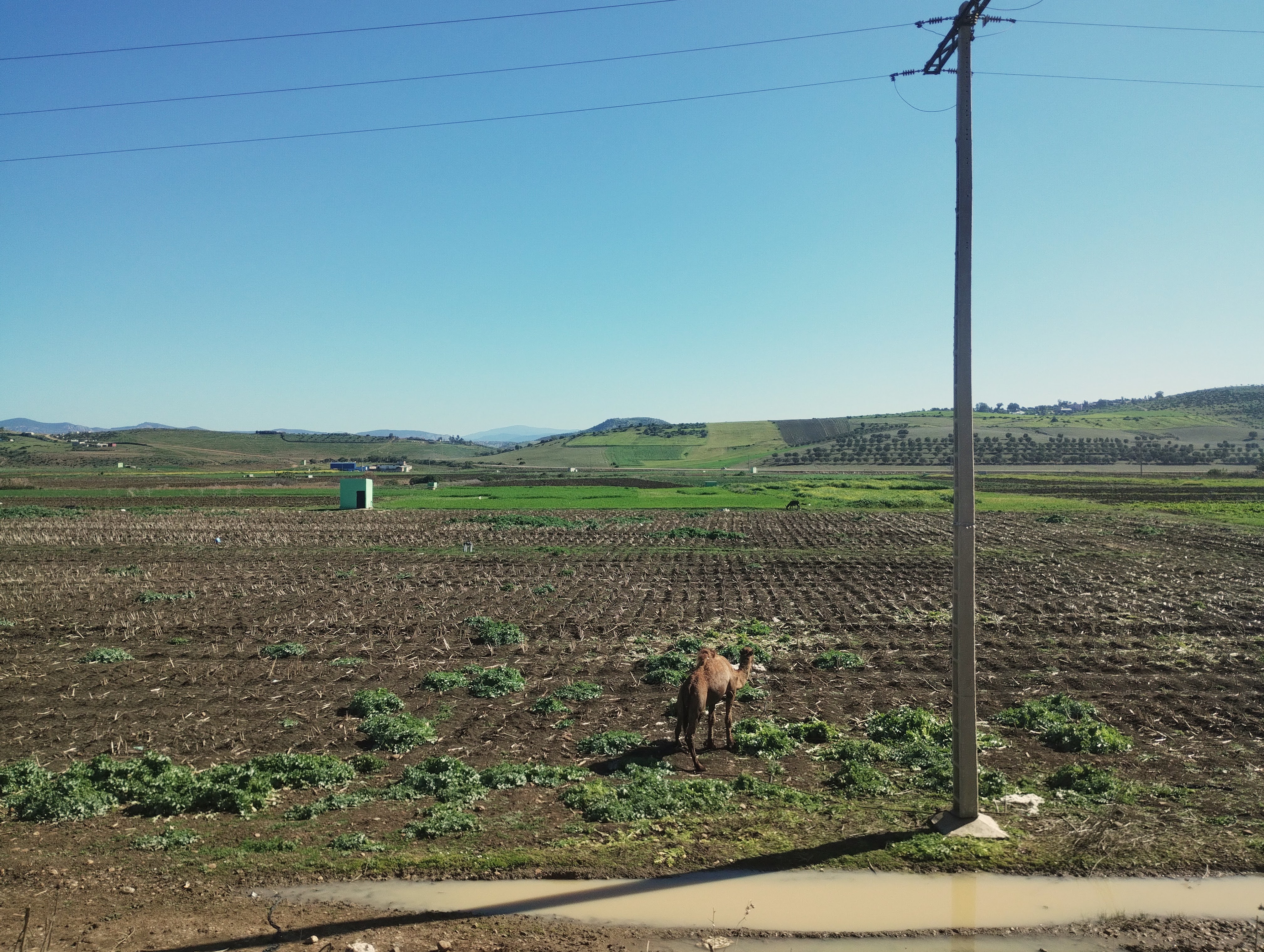 A brown camel stands in a cultivated field with rows of crops under a clear blue sky, with a utility pole on the right.