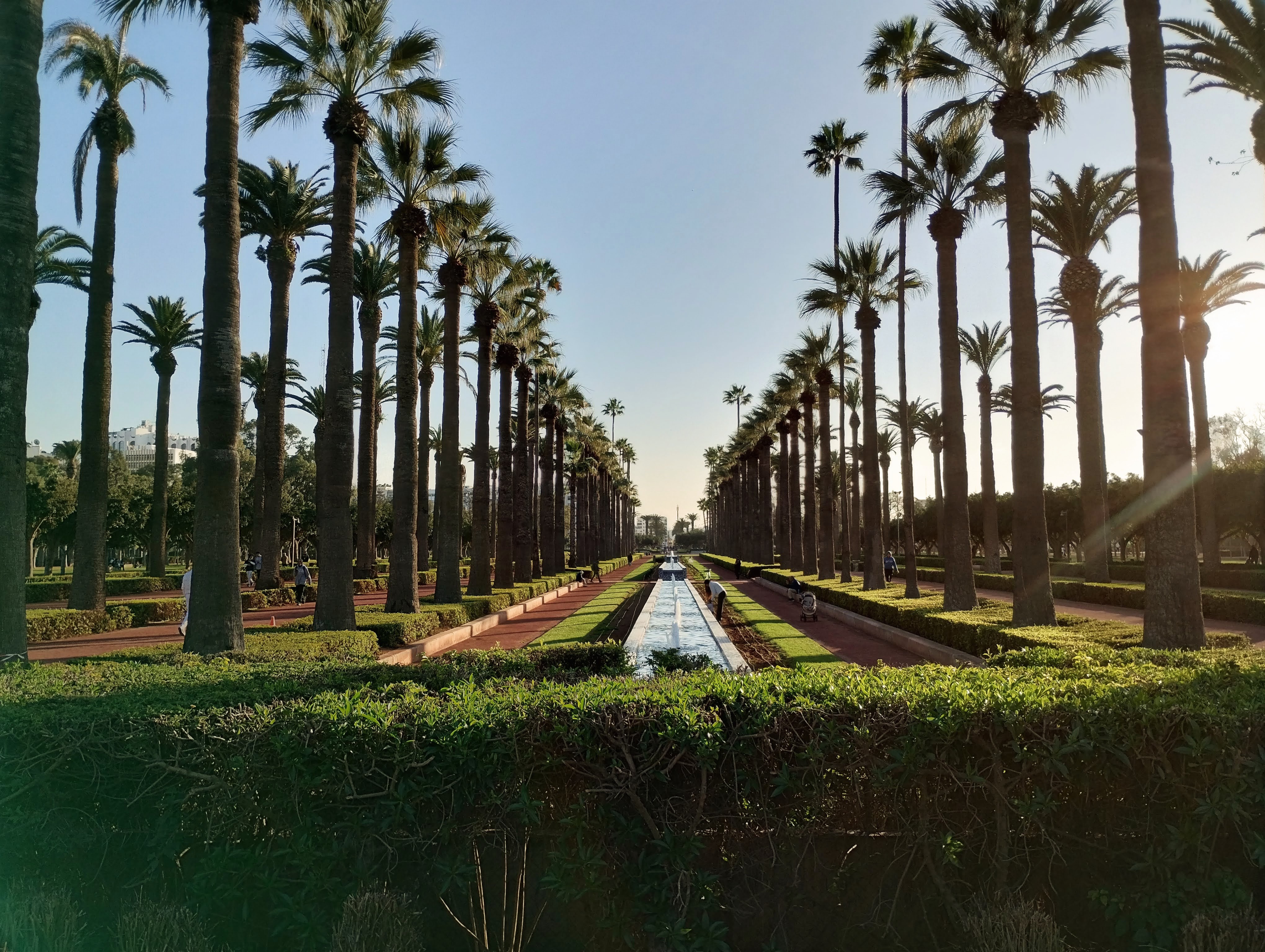 A symmetrical view of a palm-lined path in a park with a central water feature, rows of trees and hedges. The foreground is a dense green hedge, and the background fades to a bright sky.