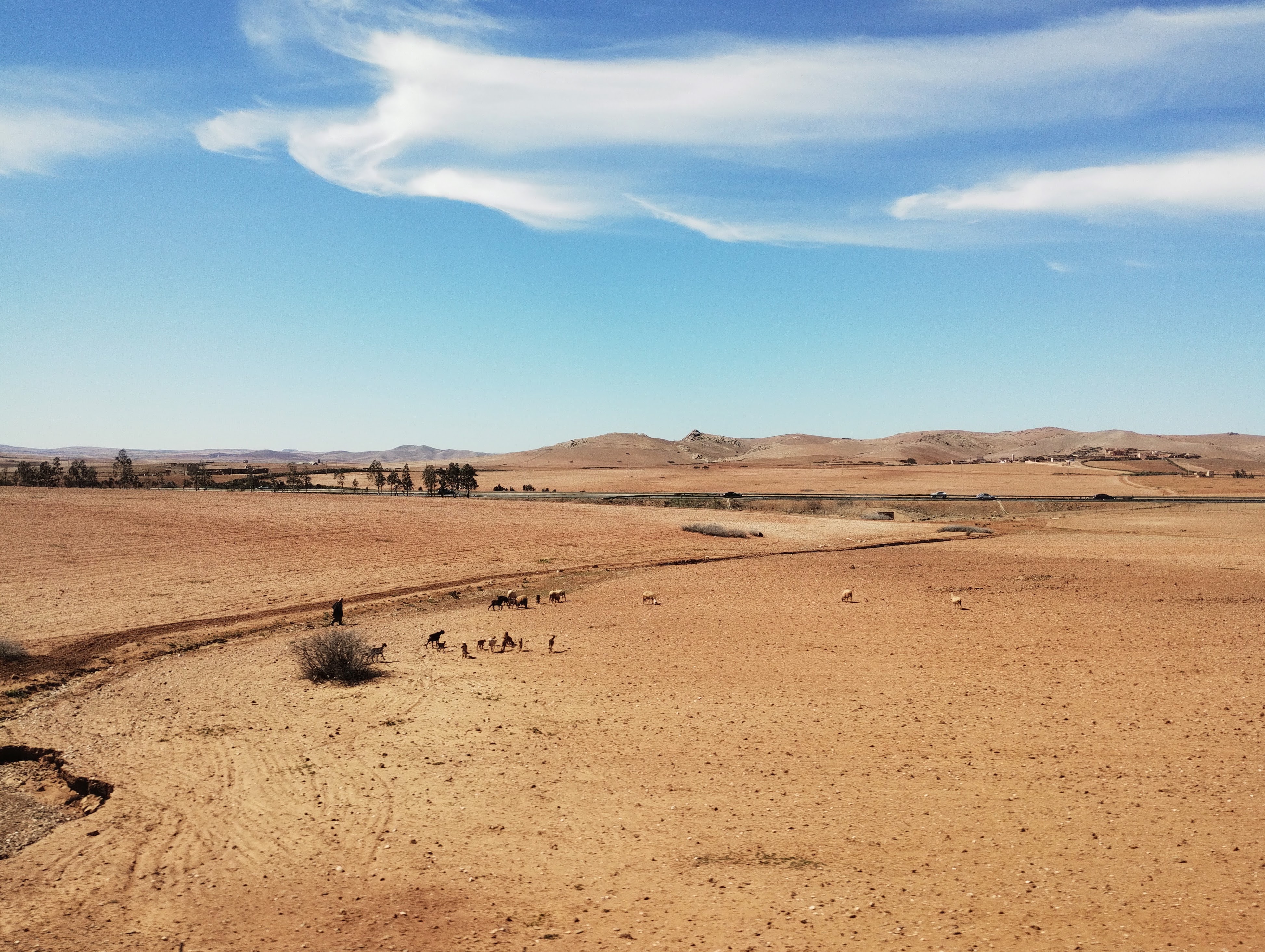 A vast arid landscape under a bright blue sky with a few wispy clouds. The foreground consists of dry, reddish-brown earth with a few small bushes. A person is walking alongside a small group of animals, and more animals are scattered across the field. In the middleground, a road stretches across the scene, and in the background, rolling hills are visible under the clear sky.
