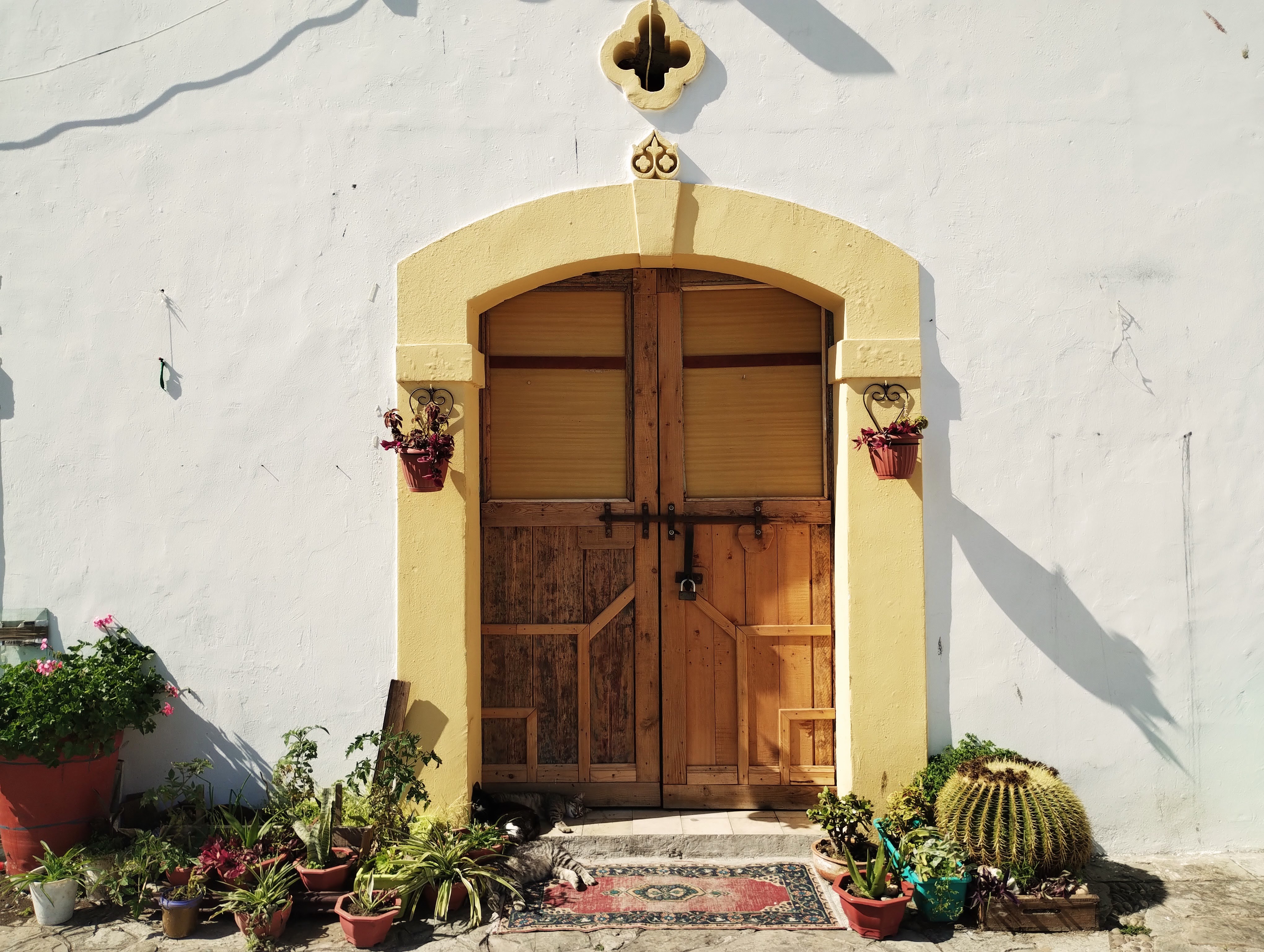 A double wooden door in a pastel yellow arch, itself in a whitewashed wall, surrounded by cacti and snoozing kitties.