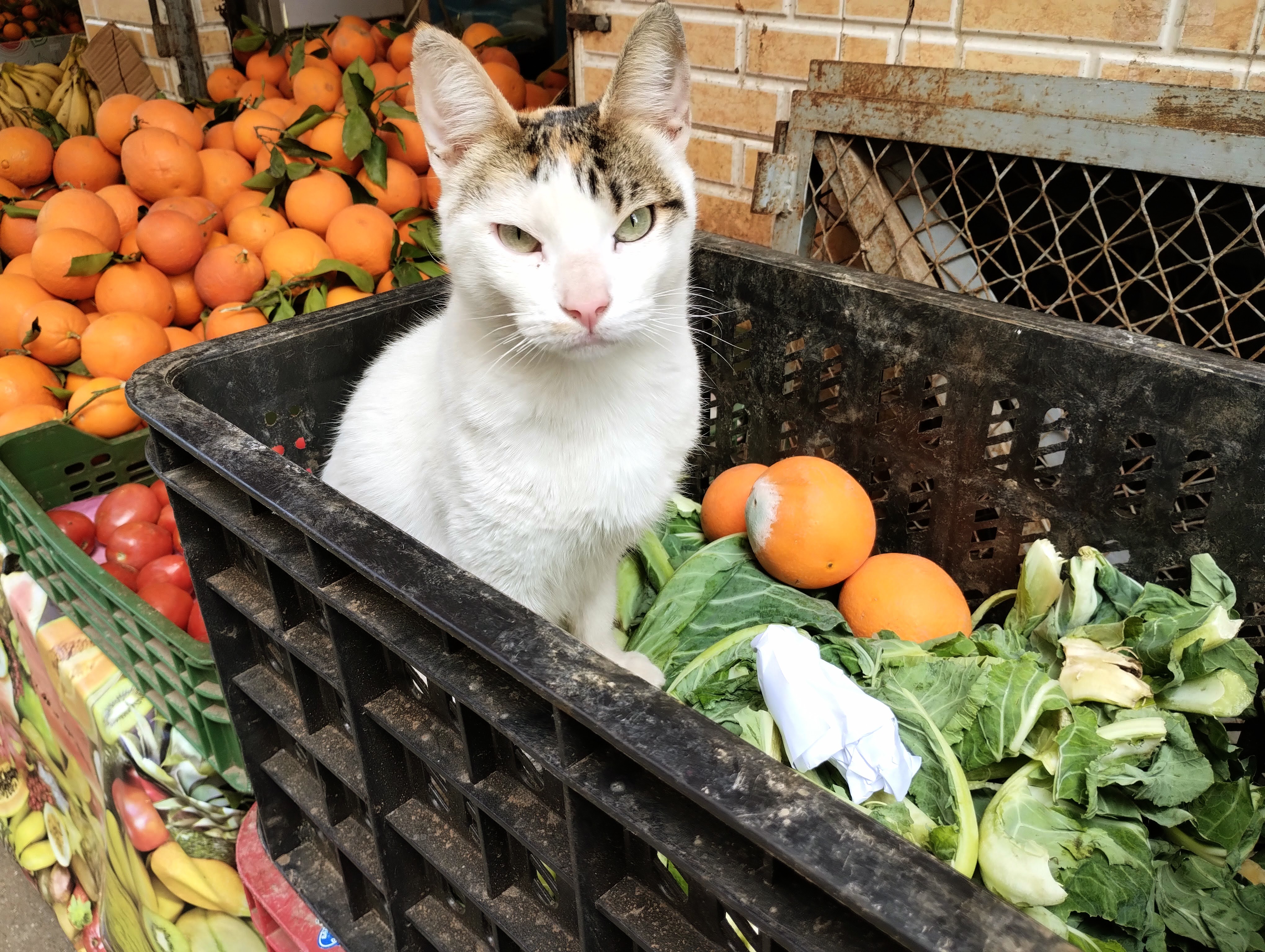 A white cat sitting in a basket of cabbage leaves in front of a display of oranges.