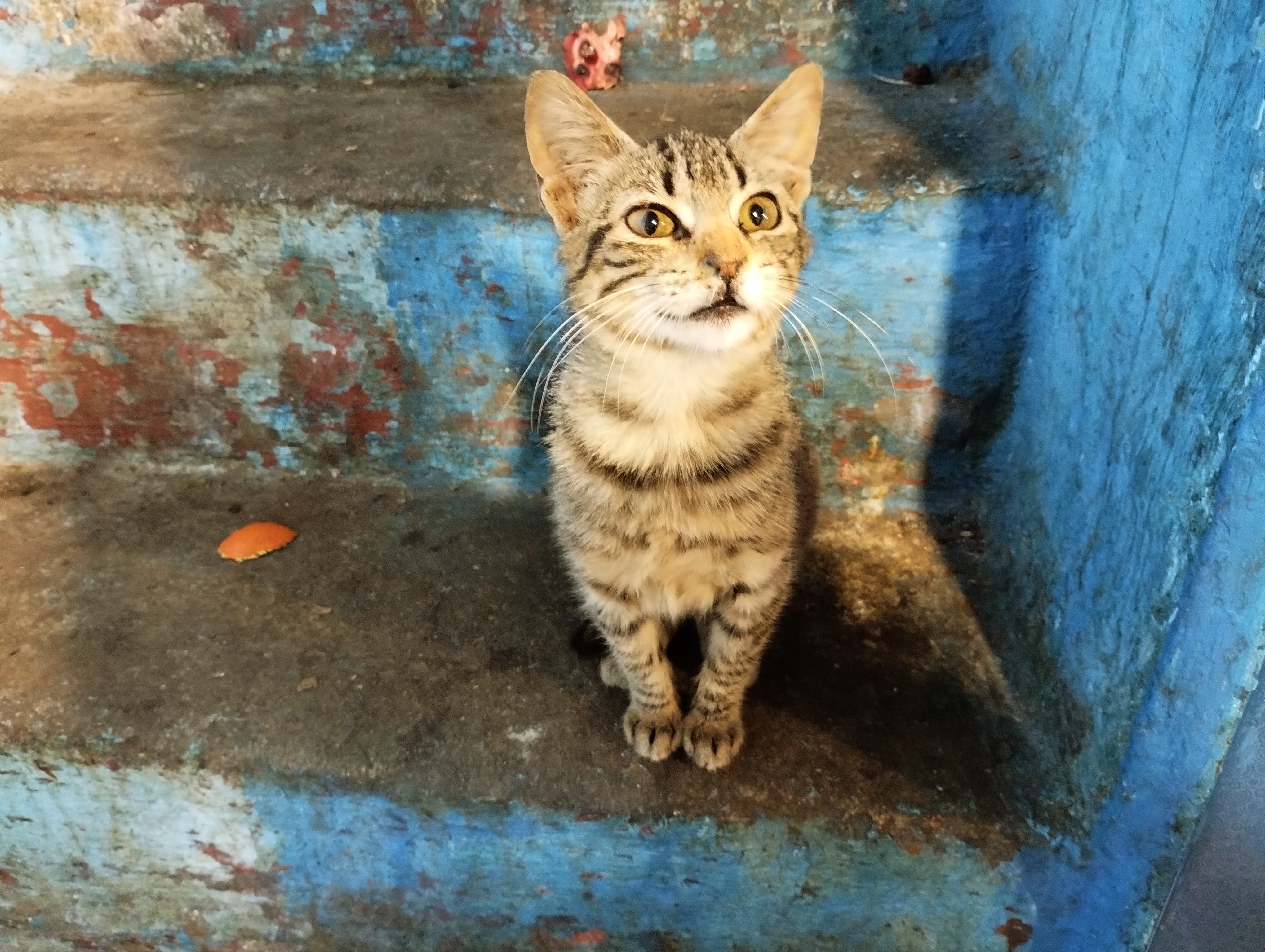 A grey tabby kitten sitting on blue-painted stone steps prepares to consume the soul of a passing human.