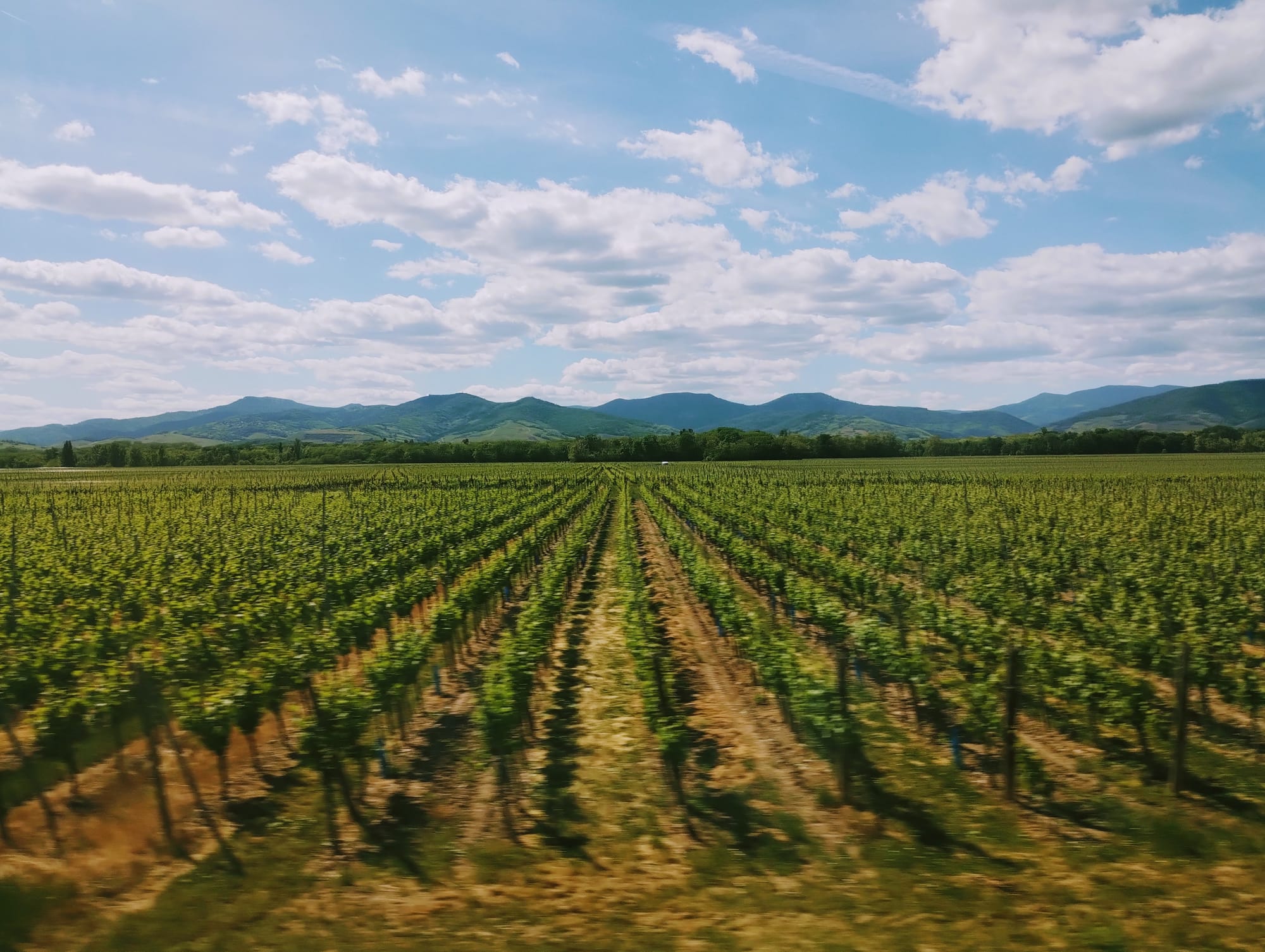 Vines disappearing to a horizon of mountains and slightly cloudy blue sky.