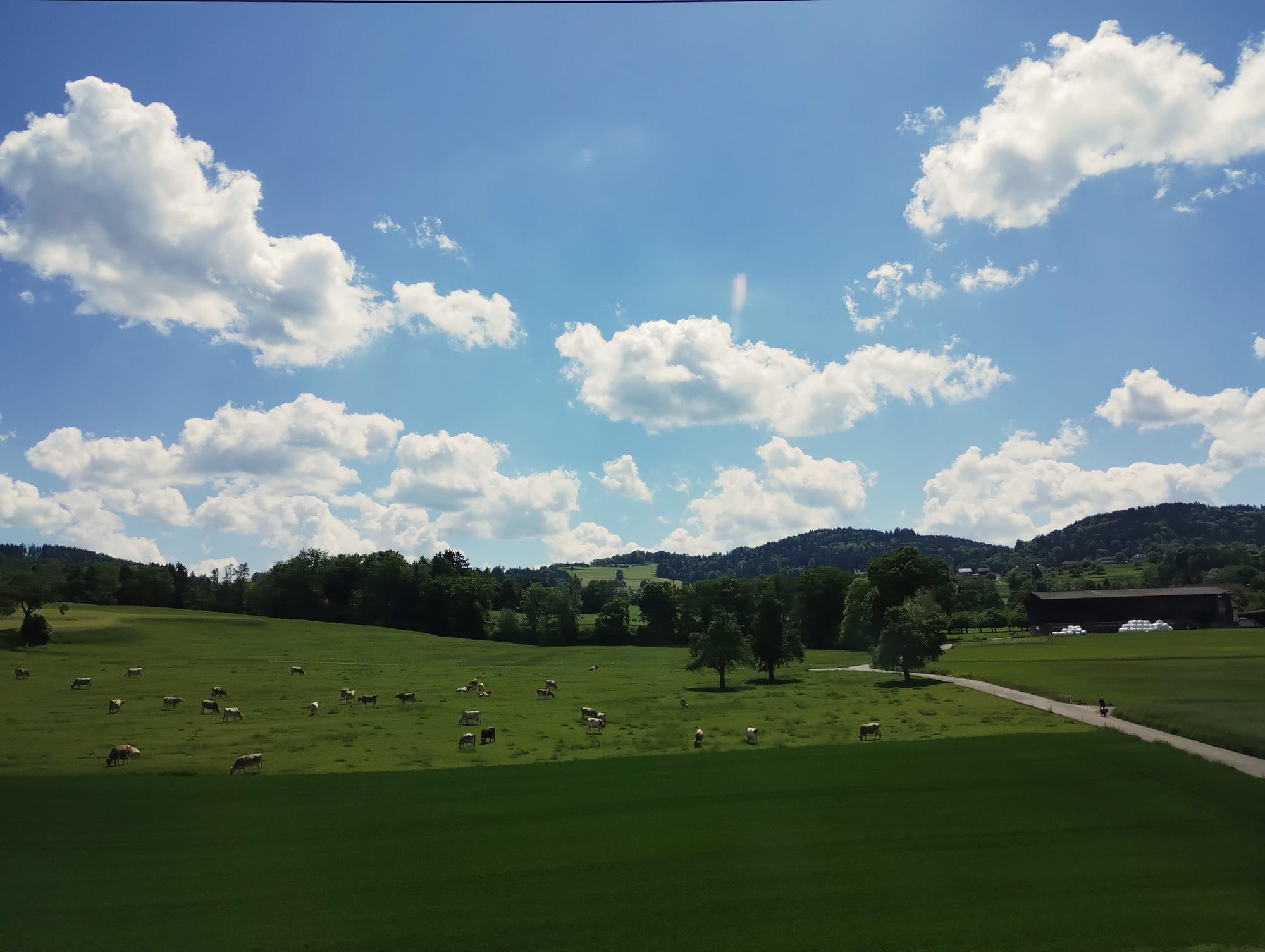 Scenic view of a green pasture dotted with grazing cows beneath a blue sky filled with fluffy white clouds; trees line the horizon and a road cuts through the field.