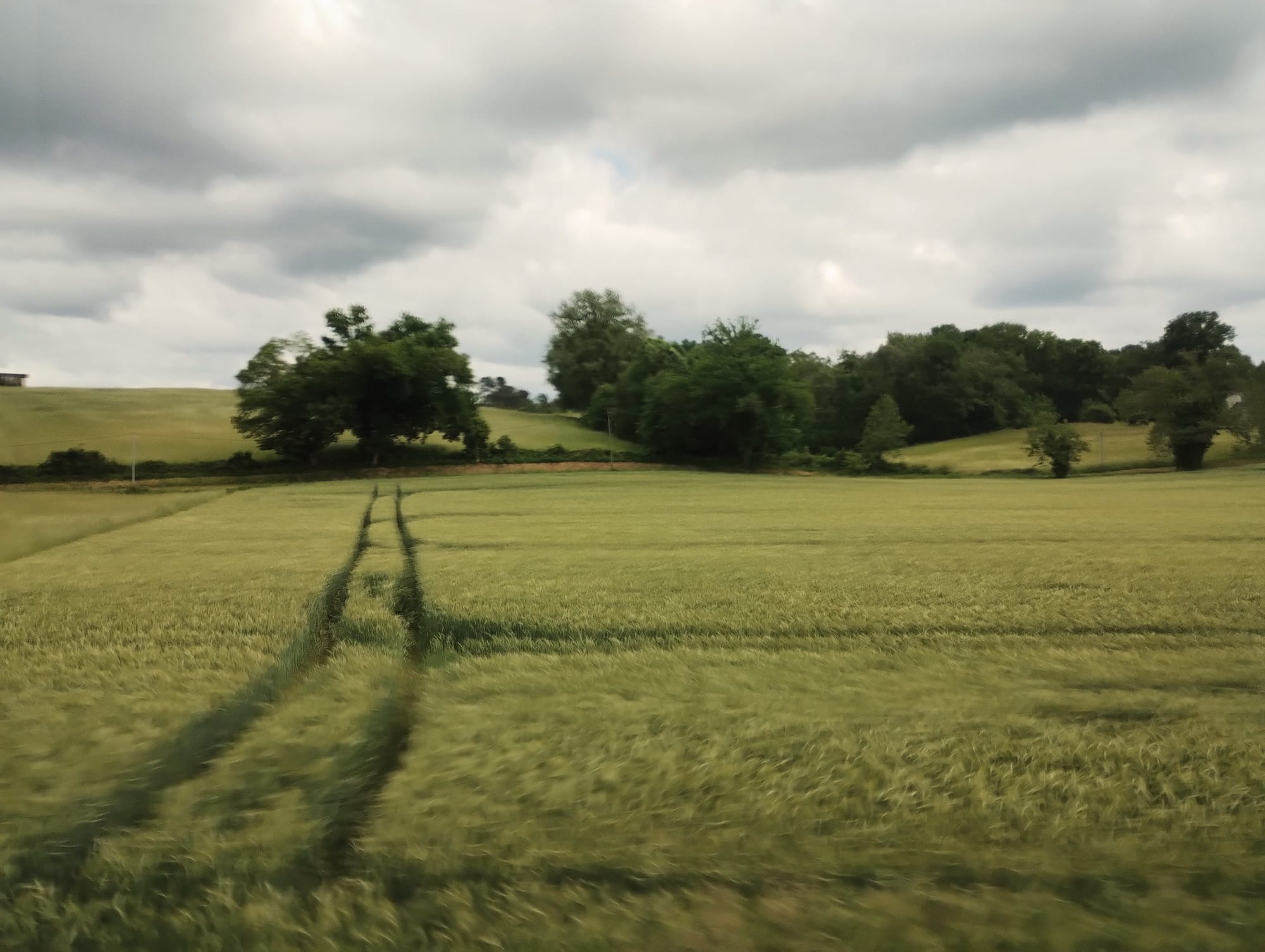 A field of light-green barley as seen from a passing train window. There are tracks where agricultural vehicles have passed through. Trees line the horizon against dark clouds.
