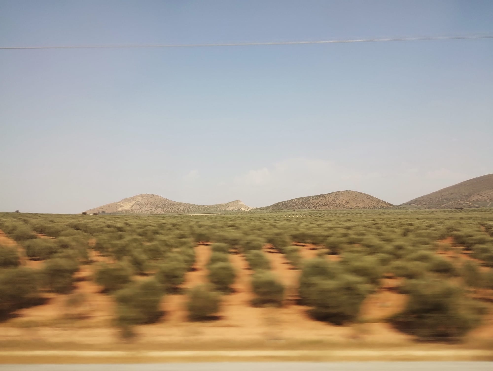 View from a moving train of a vast olive grove, with evenly spaced trees across a brown landscape. Rolling hills in the distance under a hazy blue sky.