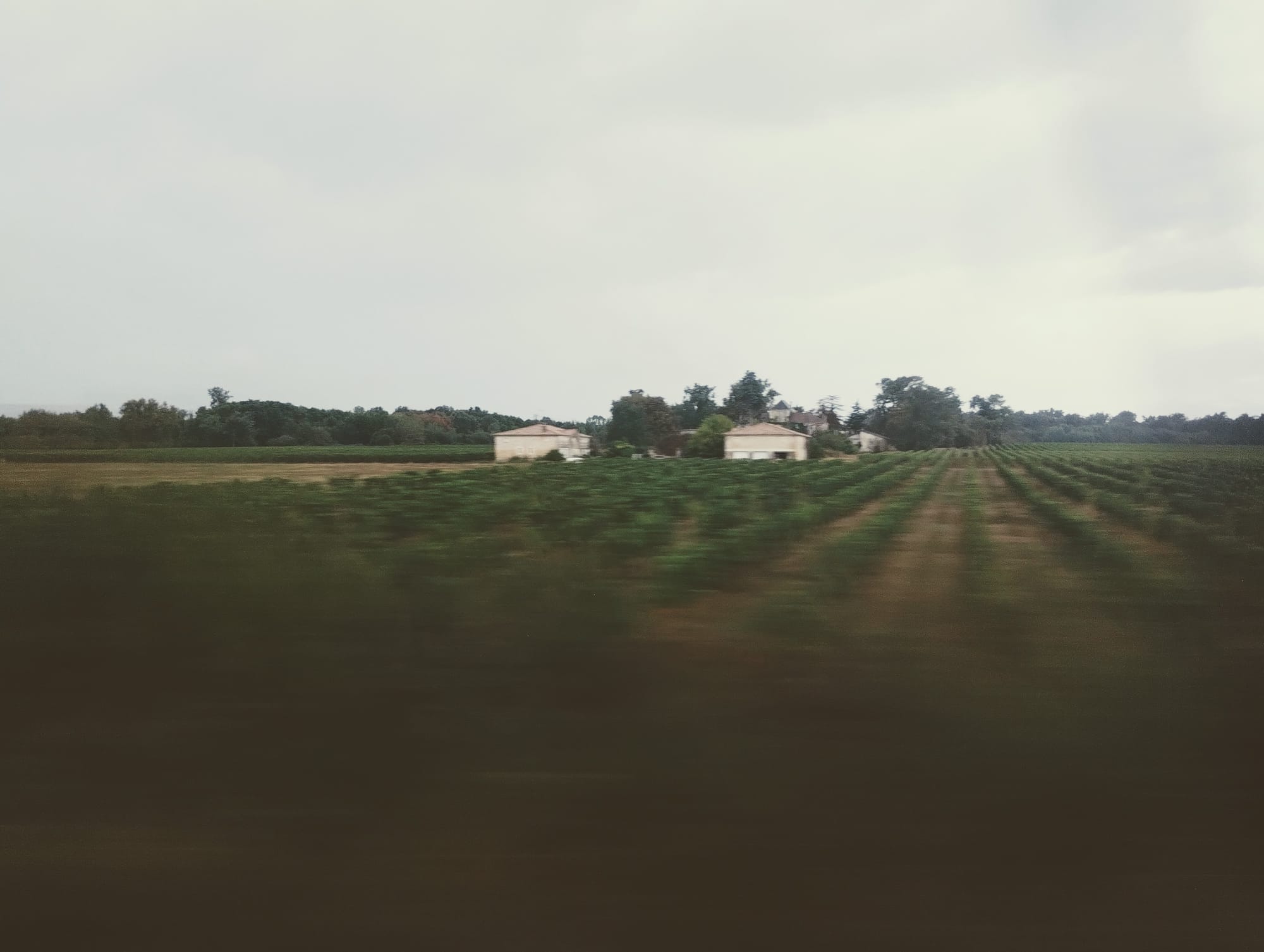Vineyard with rows of grapevines and two white farm buildings in the background under a cloudy sky.