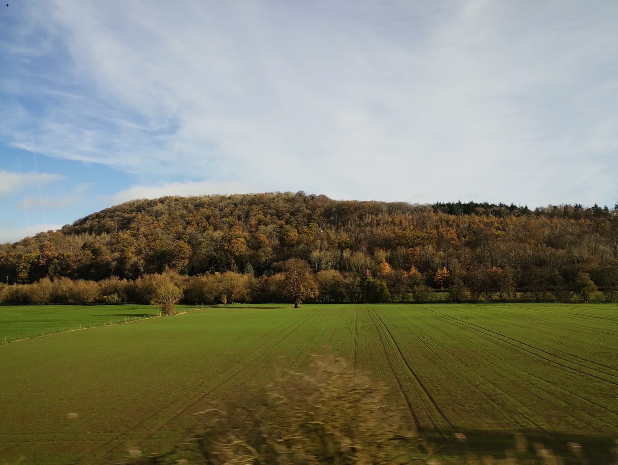 A landscape view under a partially cloudy blue sky, featuring a large, grassy field in the foreground with a forested hill in the background. The field is a vibrant green, with long, parallel rows of growth. The forested hill is covered in trees with autumn foliage in various colours. The sky has a mix of blue and white, with some thin clouds.