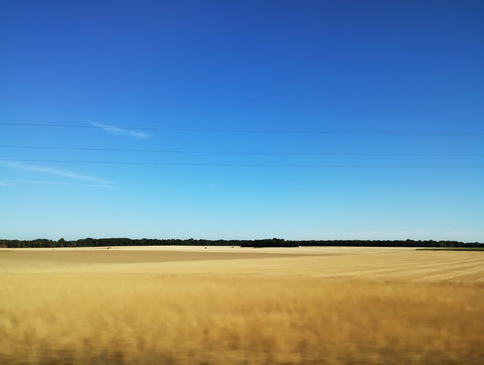 A vast, golden field stretches across the horizon under a clear, bright blue sky.