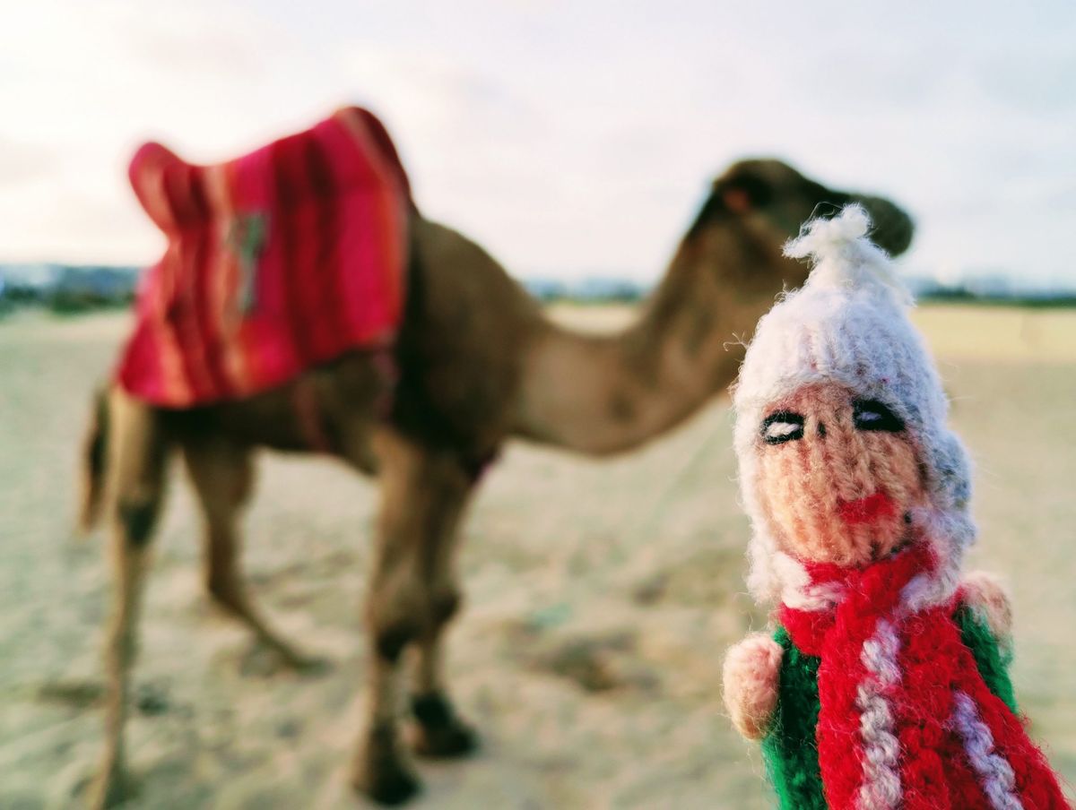 Puppet of Arabia inspects a camel on the beach in Tangier.