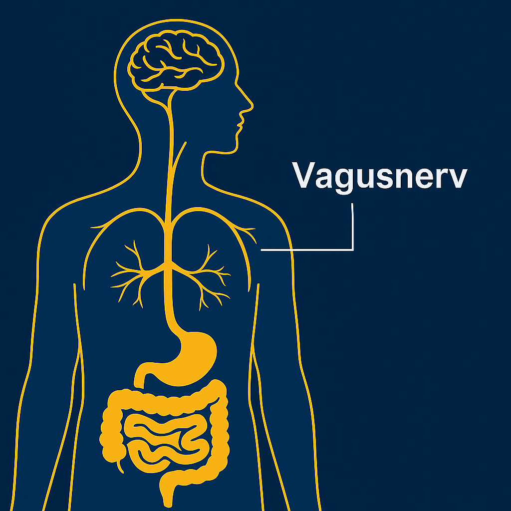 Darm-Hirn-Achse und seelische Gesundheit
