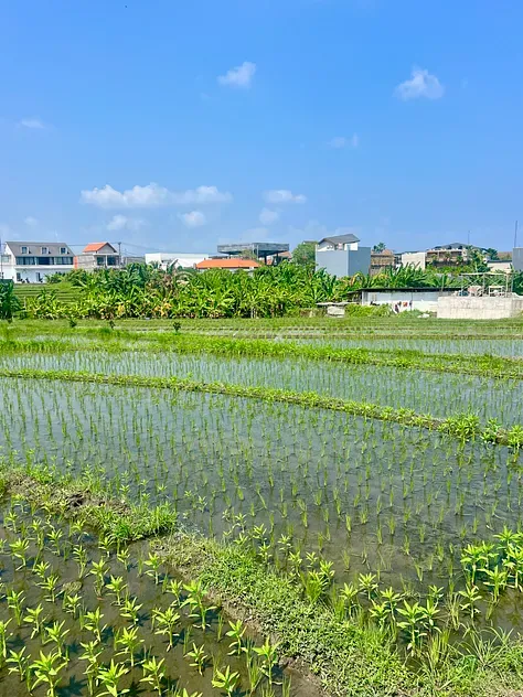 Bright green rice paddies under a blue sky in Pererenan, Bali