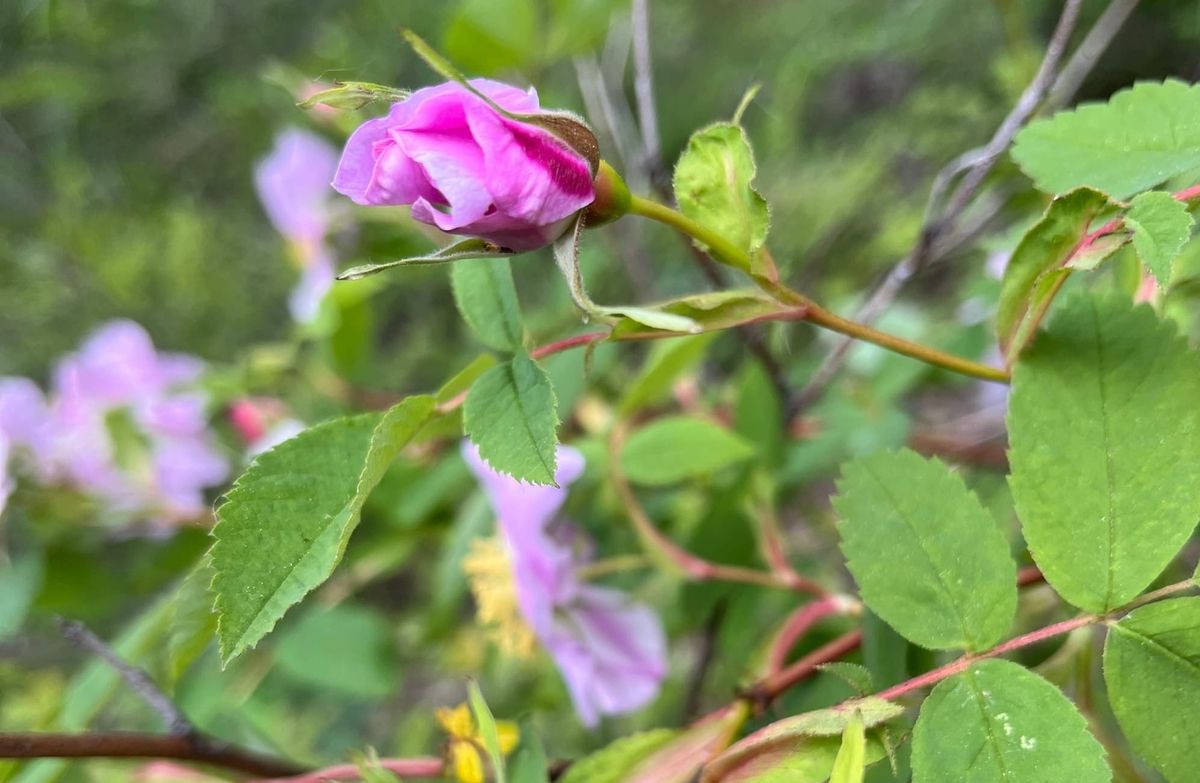 Fav Forest Finds this Week