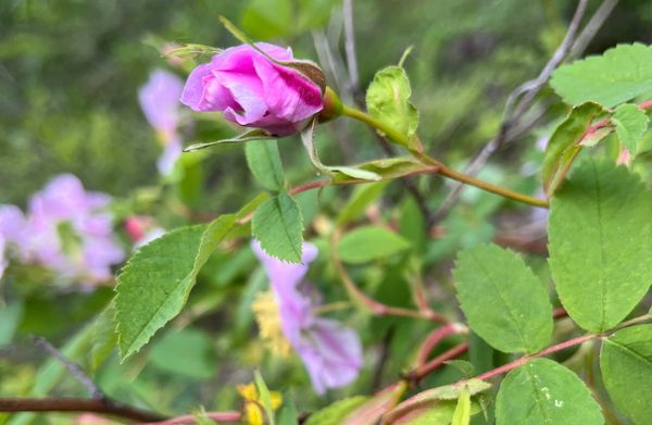 Fav Forest Finds this Week