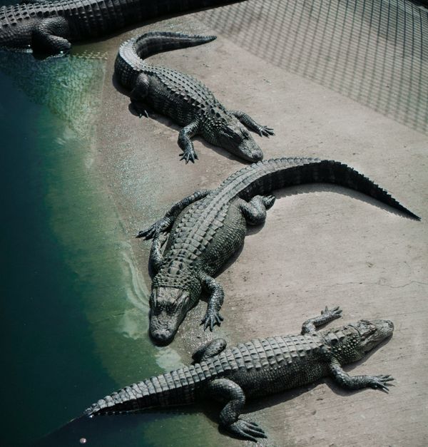 The Danger Zone of Sharing Goals