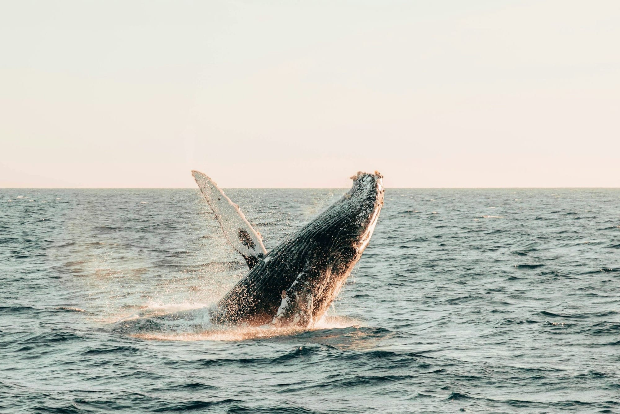 a humpback whale jumping out of the water
