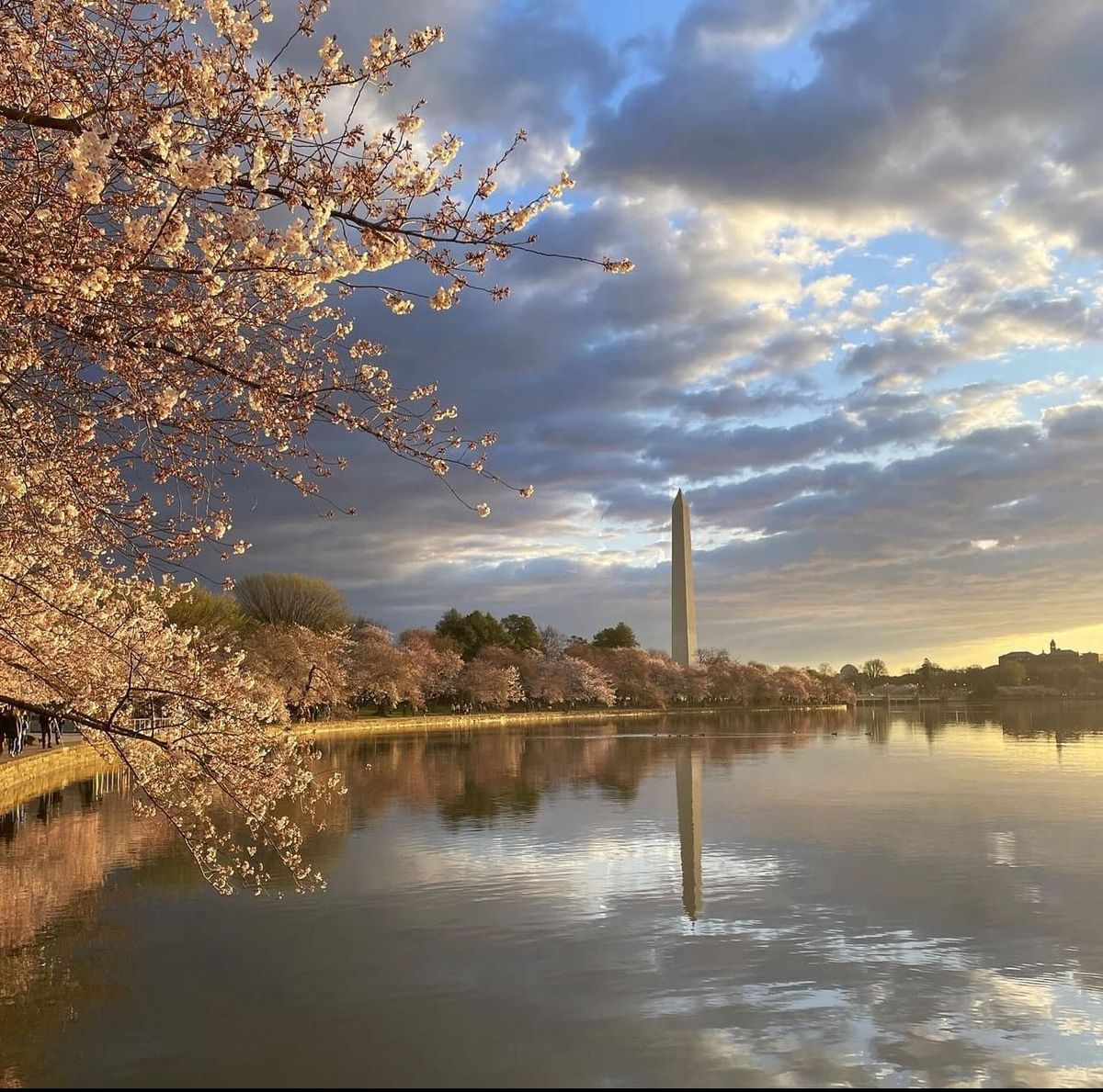 SCOOP: Peak Bloom, RFK's Run, A Drug Called "Tranq" and Why Context Matters