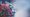 A New COVID-19 Vaccine?