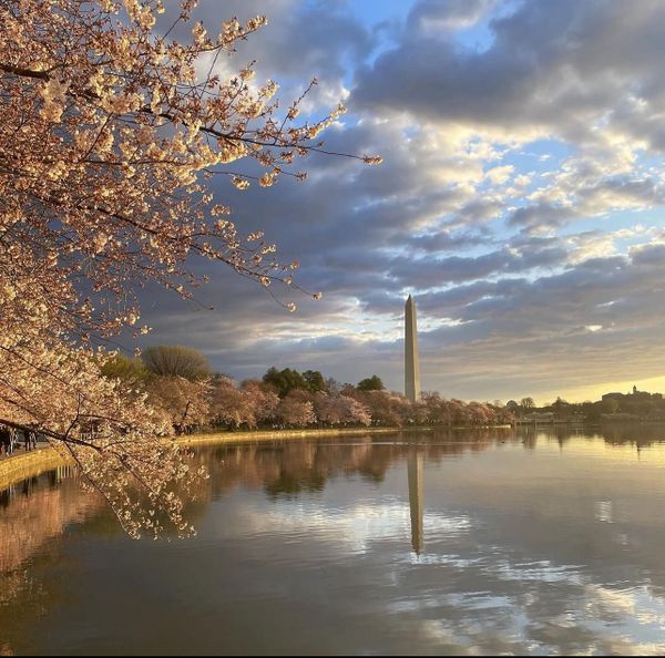 SCOOP: Peak Bloom, RFK's Run, A Drug Called "Tranq" and Why Context Matters