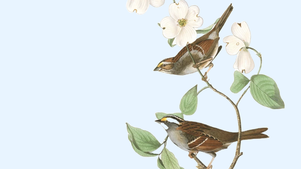 The Weekend Digest: "The Sounds of Spring" 🐦