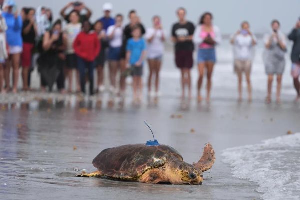 A Pup, Seagulls & A Sea Turtle Named 'Dilly Dally' Walk Into Your Inbox…
