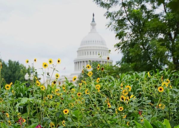 Weekend Digest: America Is Still In Bloom